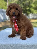 Cairo- F1b Mini, a male Goldendoodle for sale in Frostproof, FL – Photo 9 of 10