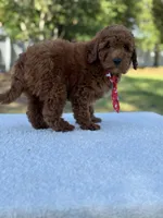 Cairo- F1b Mini, a male Goldendoodle for sale in Frostproof, FL – Photo 10 of 10