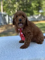 Cairo- F1b Mini, a male Goldendoodle for sale in Frostproof, FL – Photo 3 of 10