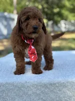 Cairo- F1b Mini, a male Goldendoodle for sale in Frostproof, FL – Photo 6 of 10