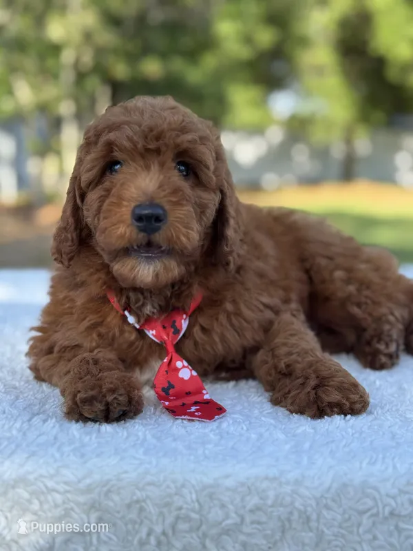 Cairo- F1b Mini – Goldendoodle puppy for sale in Frostproof, FL