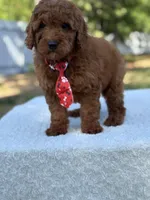 Cairo- F1b Mini, a male Goldendoodle for sale in Frostproof, FL – Photo 5 of 10