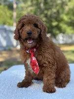 Cairo- F1b Mini, a male Goldendoodle for sale in Frostproof, FL – Photo 4 of 10