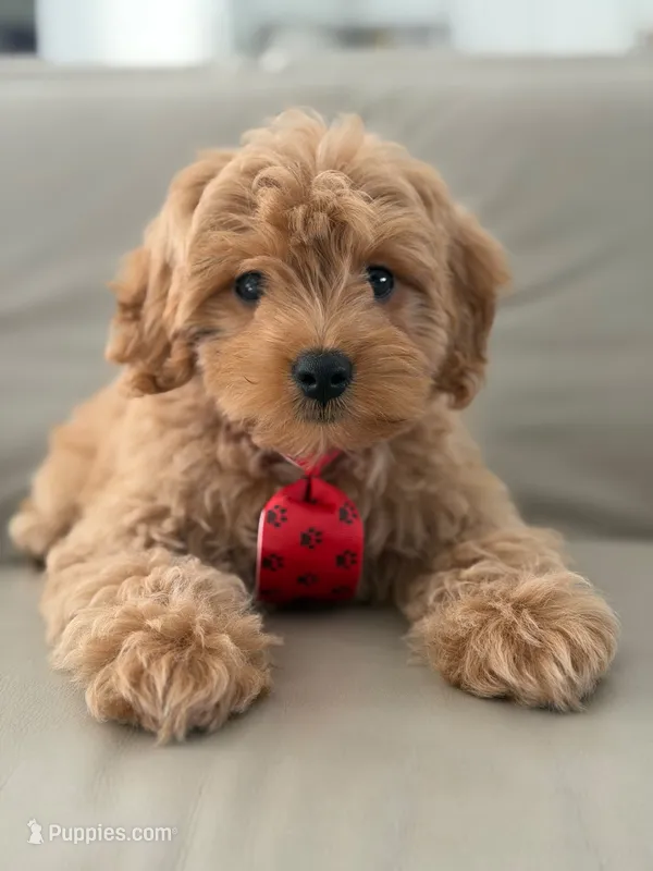 Jet- F1b Mini  – Goldendoodle puppy for sale in Frostproof, FL