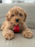 Jet- F1b Mini , a male Goldendoodle for sale in Frostproof, FL – 1 of 10