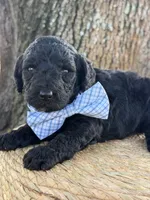 Axton- F1b Standard , a male Goldendoodle for sale in Frostproof, FL – 9 of 10