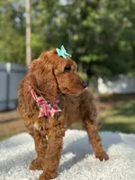 Celeste, a female Goldendoodle for sale in Frostproof, FL – 3 of 10
