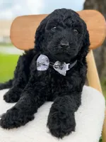 Ansel- F1b standard , a male Goldendoodle for sale in Frostproof, FL – 2 of 10