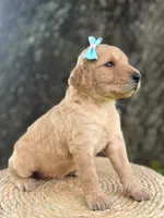 London- F1b Medium , a female Goldendoodle for sale in Frostproof, FL – 9 of 10