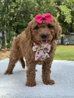Tessa- F1b Mini , a female Goldendoodle for sale in Frostproof, FL – 9 of 10