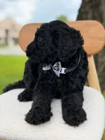 Ansel- F1b standard , a male Goldendoodle for sale in Frostproof, FL – 5 of 10