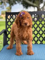 Sabrina- F1b Standard , a female Goldendoodle for sale in Frostproof, FL – 6 of 9