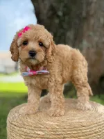 Daisy- F1b Toy, a female Goldendoodle for sale in Frostproof, FL – 5 of 10
