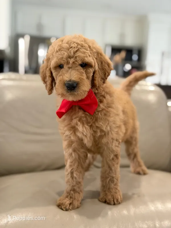 Pickles- F1b Medium  – Goldendoodle puppy for sale in Frostproof, FL