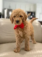 Pickles- F1b Medium , a male Goldendoodle for sale in Frostproof, FL – 1 of 10