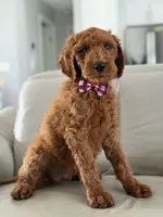 Rome- F1b Standard , a male Goldendoodle for sale in Frostproof, FL – 7 of 10