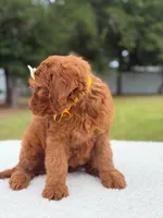 Willow- F1b Medium, a female Goldendoodle for sale in Frostproof, FL – 6 of 10