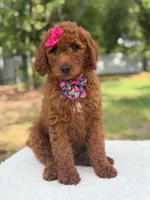 Camille- F1b Standard , a female Goldendoodle for sale in Frostproof, FL – 6 of 10