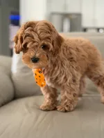Jax- F1b Mini , a male Goldendoodle for sale in Frostproof, FL – 3 of 10