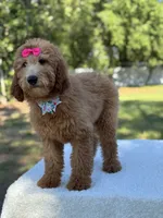 Princess- F1b Medium, a female Goldendoodle for sale in Frostproof, FL – 8 of 10