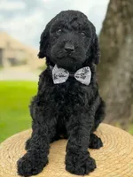 Ansel- F1b standard , a male Goldendoodle for sale in Frostproof, FL – 6 of 10