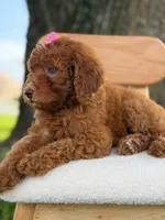Sabrina- F1b Standard , a female Goldendoodle for sale in Frostproof, FL – 5 of 10