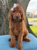 Gianna- F1b Standard , a female Goldendoodle for sale in Frostproof, FL – 7 of 10