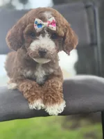 Winnie- F1bb Mini , a female Goldendoodle for sale in Frostproof, FL – 3 of 10