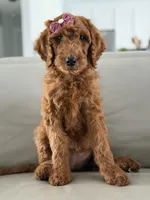 Monaco- F1b Standard , a female Goldendoodle for sale in Frostproof, FL – 6 of 10