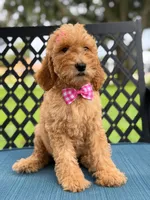 Lennon- F1b Medium , a female Goldendoodle for sale in Frostproof, FL – 8 of 10
