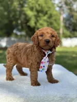 Theo- F1b Mini , a male Goldendoodle for sale in Frostproof, FL – 9 of 10