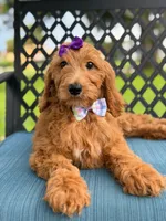 Savannah- F1b Standard , a female Goldendoodle for sale in Frostproof, FL – 2 of 10