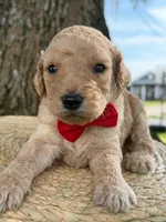 Levi- F1b Medium , a male Goldendoodle for sale in Frostproof, FL – 9 of 10