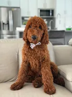 Graham- F1b Standard , a male Goldendoodle for sale in Frostproof, FL – 3 of 10