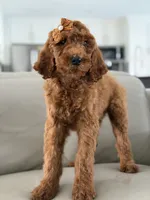 Capri- F1b Standard , a female Goldendoodle for sale in Frostproof, FL – 6 of 10