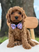 Scooby- F1b Toy , a male Goldendoodle for sale in Frostproof, FL – 8 of 10