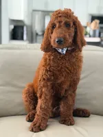 Graham- F1b Standard , a male Goldendoodle for sale in Frostproof, FL – 9 of 10