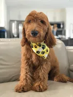 Winston- F1b Medium, a male Goldendoodle for sale in Frostproof, FL – 3 of 9