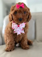 Jasmine- F1b Mini , a female Goldendoodle for sale in Frostproof, FL – 8 of 10