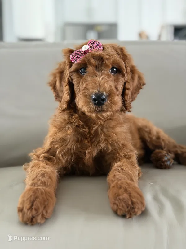 Monaco- F1b Standard  – Goldendoodle puppy for sale in Frostproof, FL