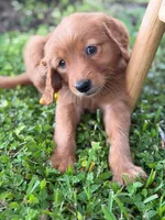 Arabella- F1 Standard 💜, a female Goldendoodle for sale in Frostproof, FL – 4 of 10
