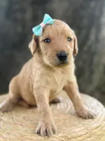 London- F1b Medium , a female Goldendoodle for sale in Frostproof, FL – 4 of 10