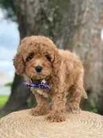 Minion- F1b Toy, a male Goldendoodle for sale in Frostproof, FL – 9 of 10