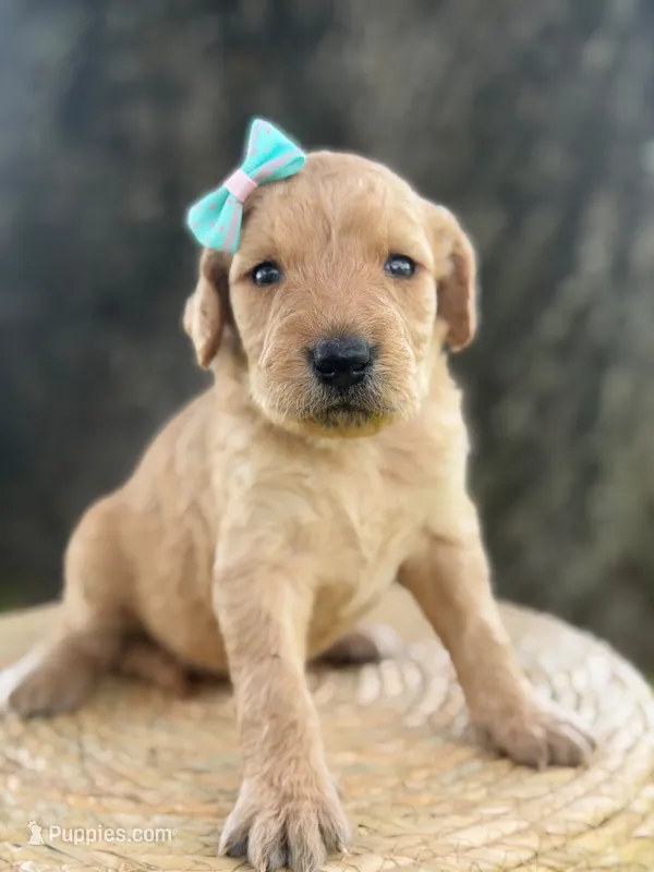 London- F1b Medium  – Goldendoodle puppy for sale in Frostproof, FL