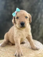 London- F1b Medium , a female Goldendoodle for sale in Frostproof, FL – 1 of 10