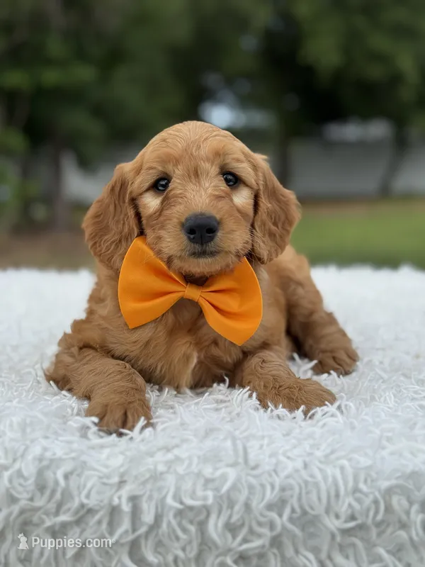Apollo- F1 mini – Goldendoodle puppy for sale in Frostproof, FL