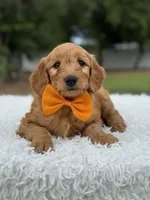 Apollo- F1 mini, a male Goldendoodle for sale in Frostproof, FL – 1 of 10