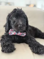 Ames- F1b Standard , a male Goldendoodle for sale in Frostproof, FL – 5 of 10