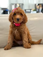 Everly- F1b Medium, a female Goldendoodle for sale in Frostproof, FL – 4 of 10