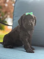 Onyx- F1 Standard , a female Goldendoodle for sale in Frostproof, FL – 6 of 10